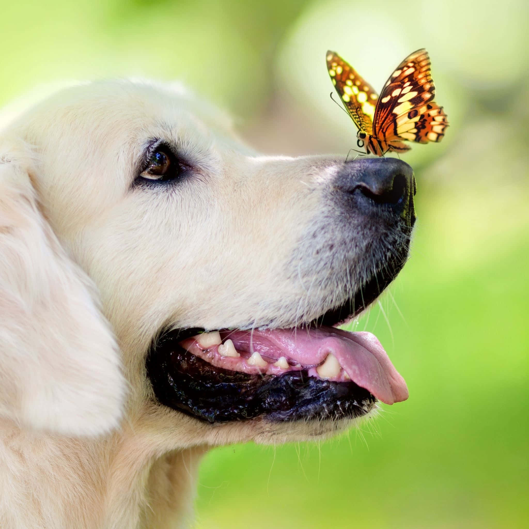 golden retriever, vibrant orange and black butterfly, tongue out, Full HD Desktop Wallpaper
