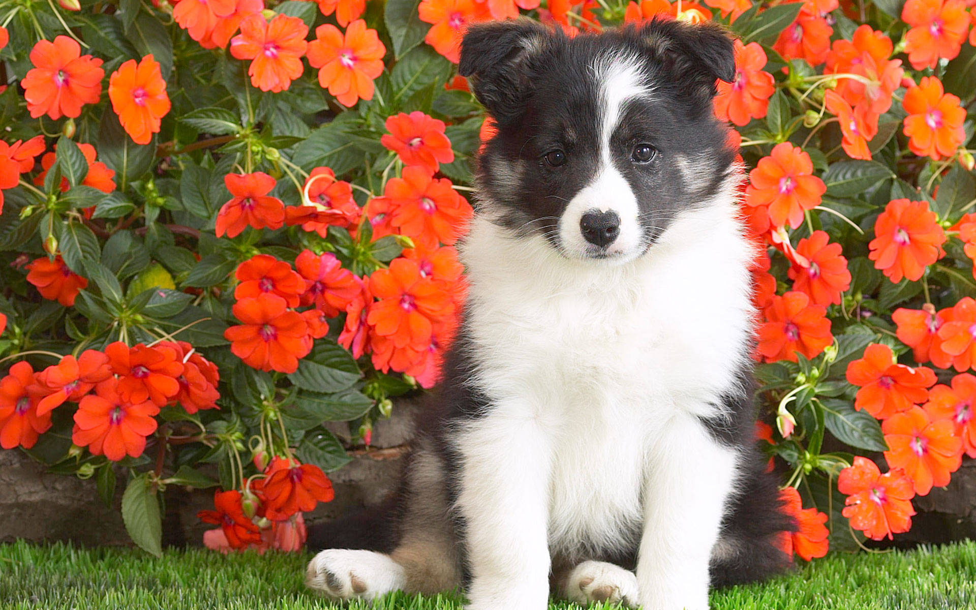 border collie puppy, sunpatiens, black and white, Full HD Desktop Wallpaper