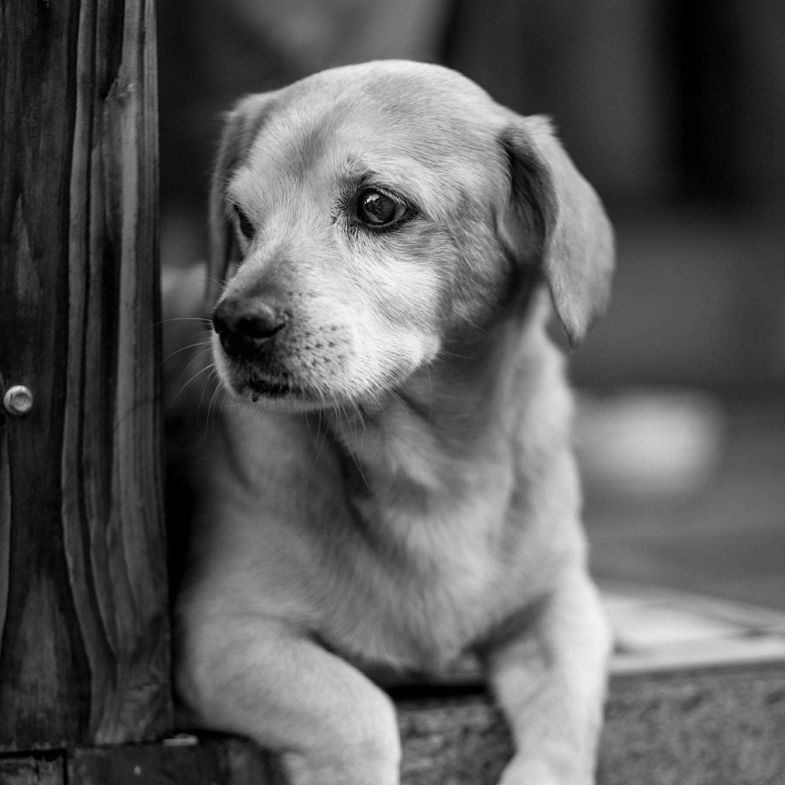 black and white dog, young puppy, wooden post, HD Desktop Wallpaper