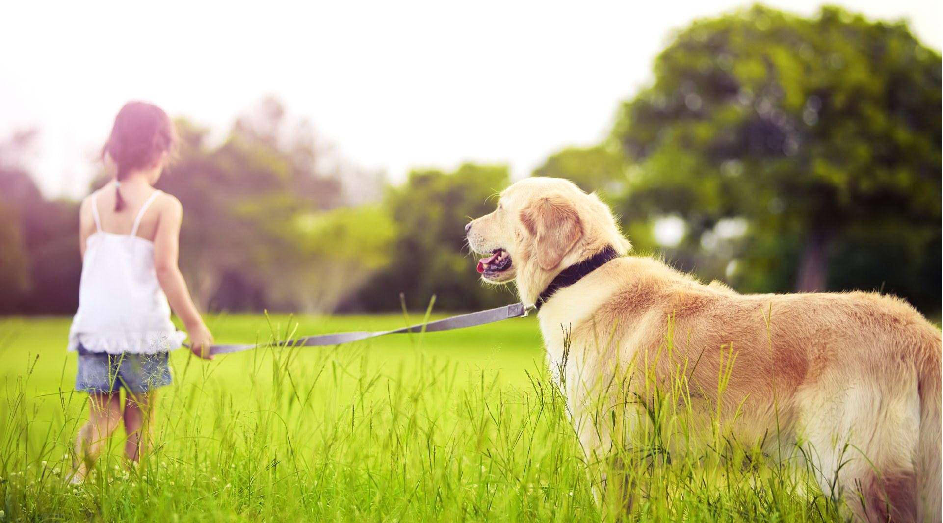 golden retriever, young girl, sunlit grassy field, Full HD Desktop Wallpaper