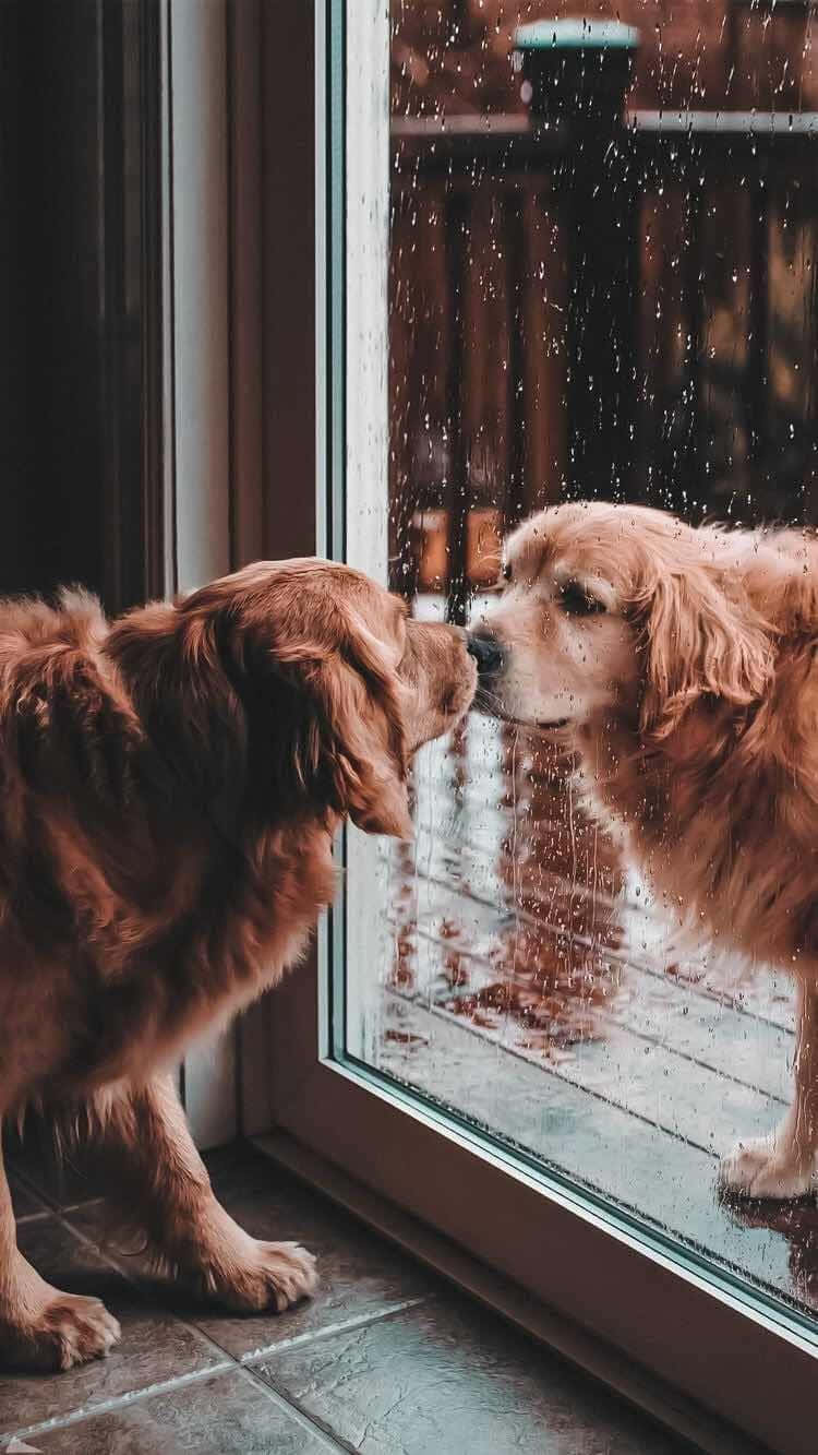 golden retriever, rain-speckled window, wet wooden deck, HD Phone Wallpaper