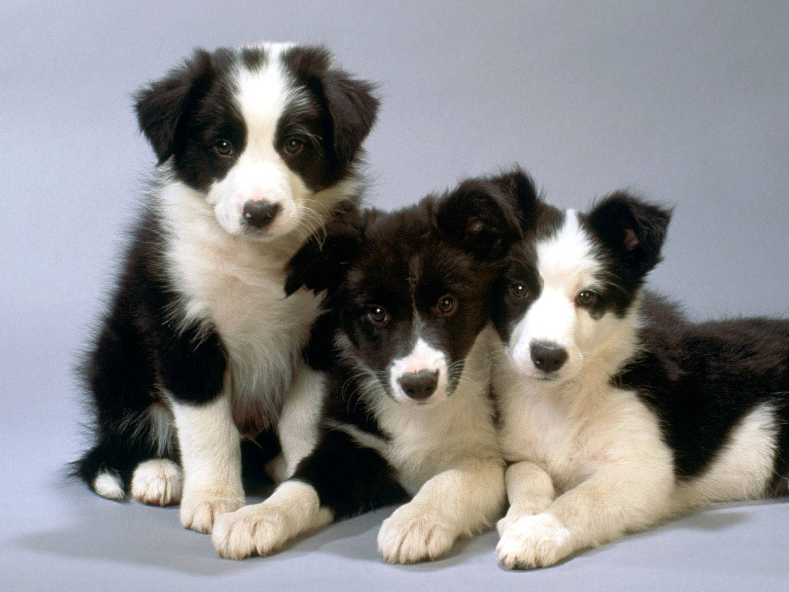 border collie puppy, black and white, soft gray studio background, HD Desktop Wallpaper