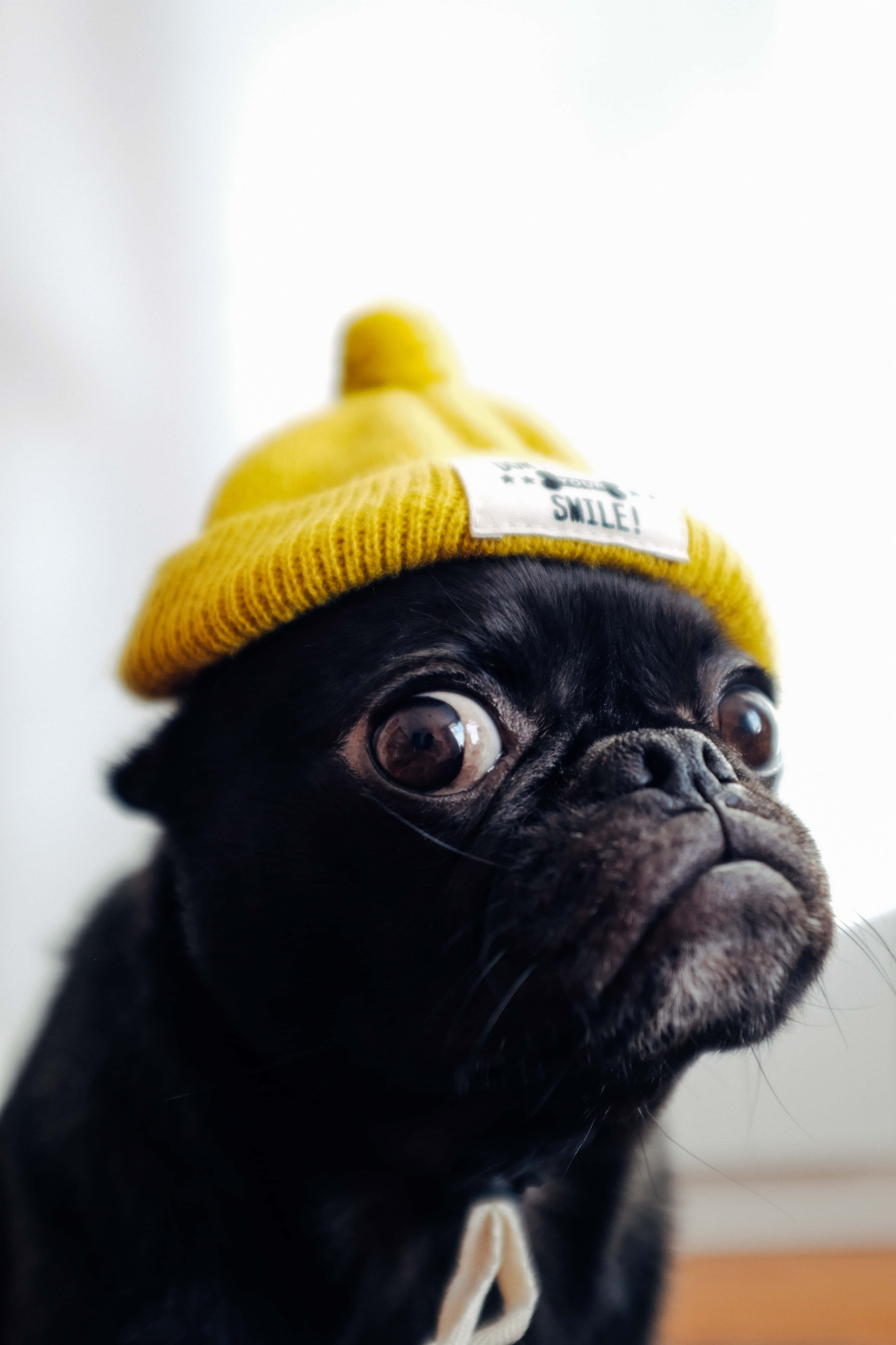 pug, yellow bonnet, bright yellow knit beanie, 5K Phone Wallpaper