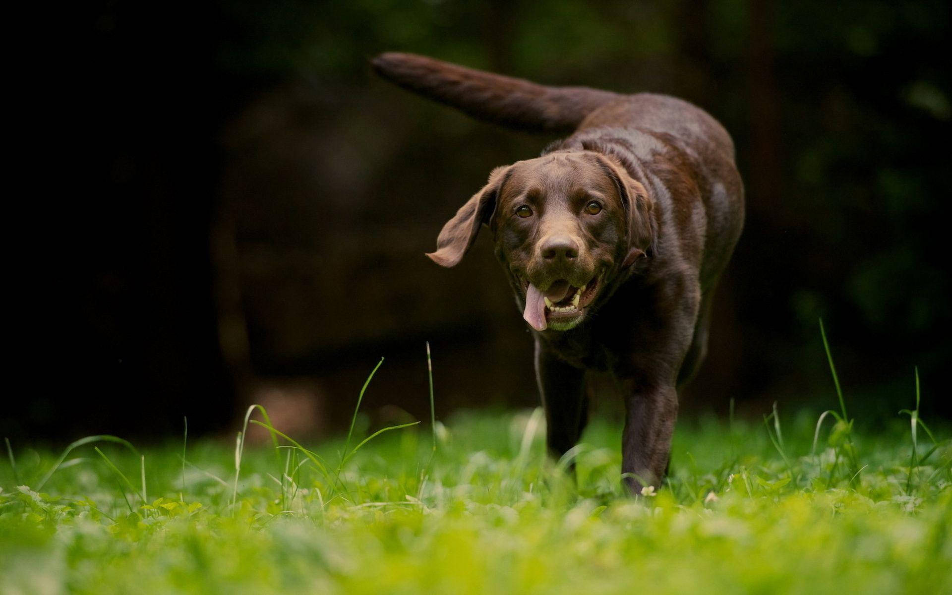 chocolate Labrador, vibrant green grass, forest clearing, Full HD Desktop Wallpaper
