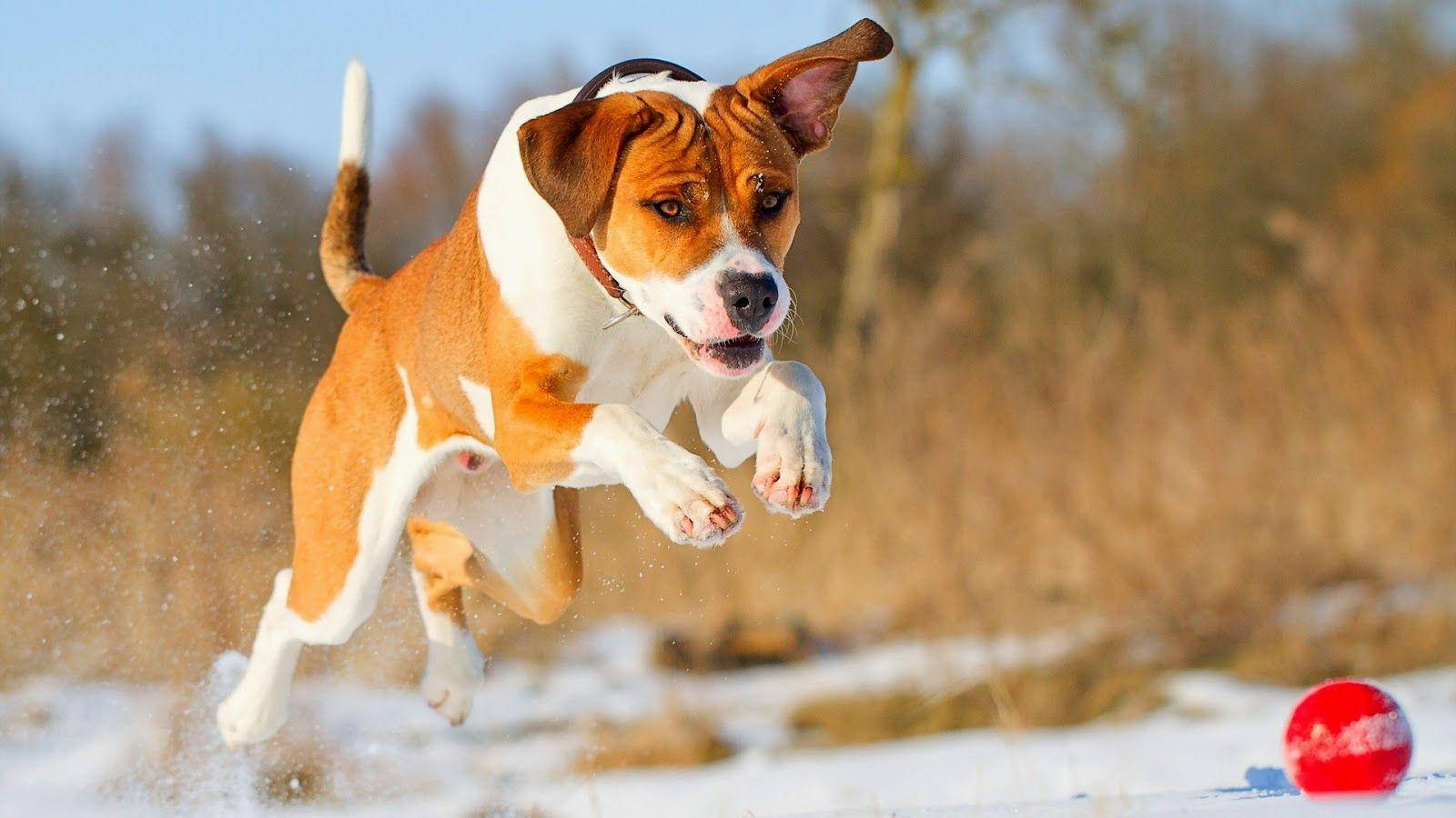 brown and white dog, red ball, winter field, HD Desktop Wallpaper
