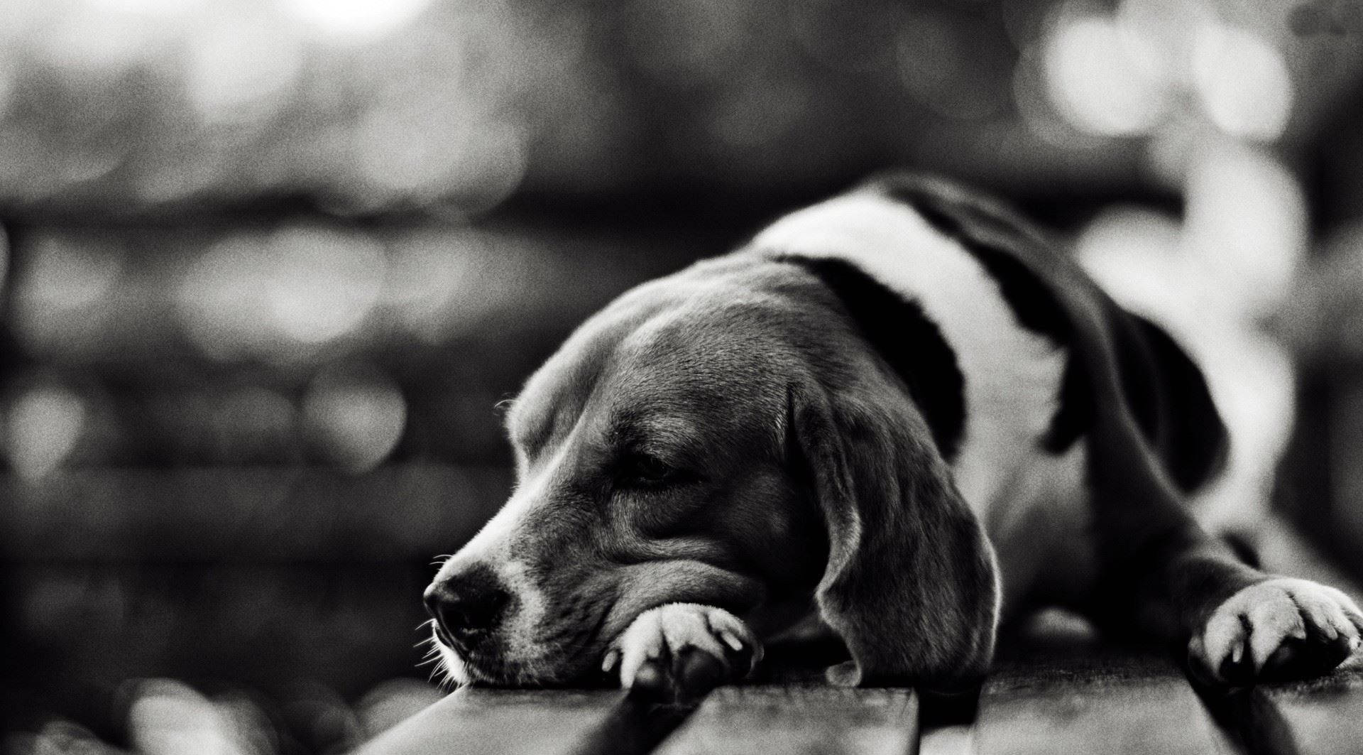 black and white beagle, rustic wooden chair, serene slumber, Full HD Desktop Wallpaper