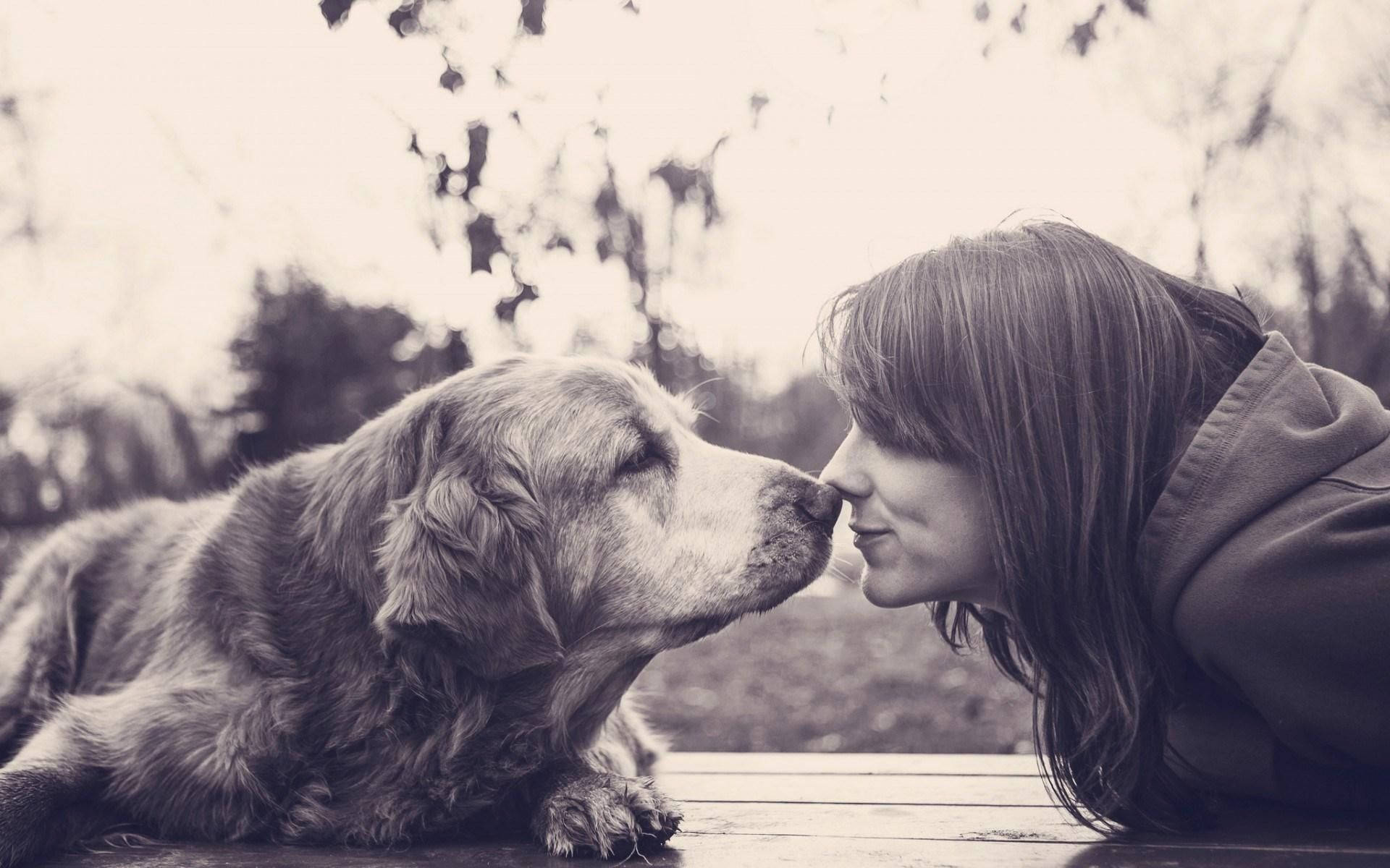 golden retriever, woman, nose-to-nose moment, Full HD Desktop Wallpaper