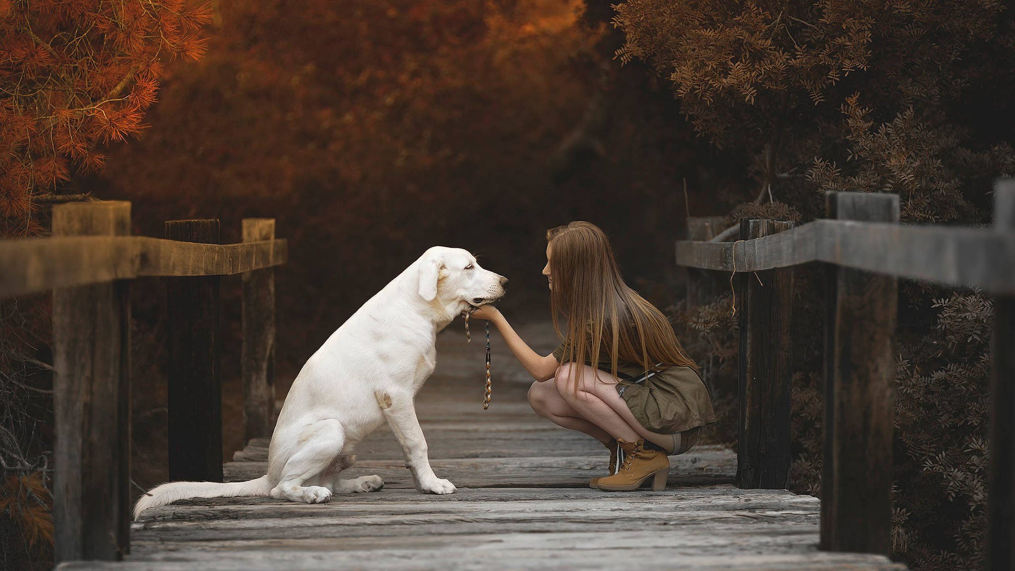 young woman, white dog, wooden bridge, Full HD Desktop Wallpaper
