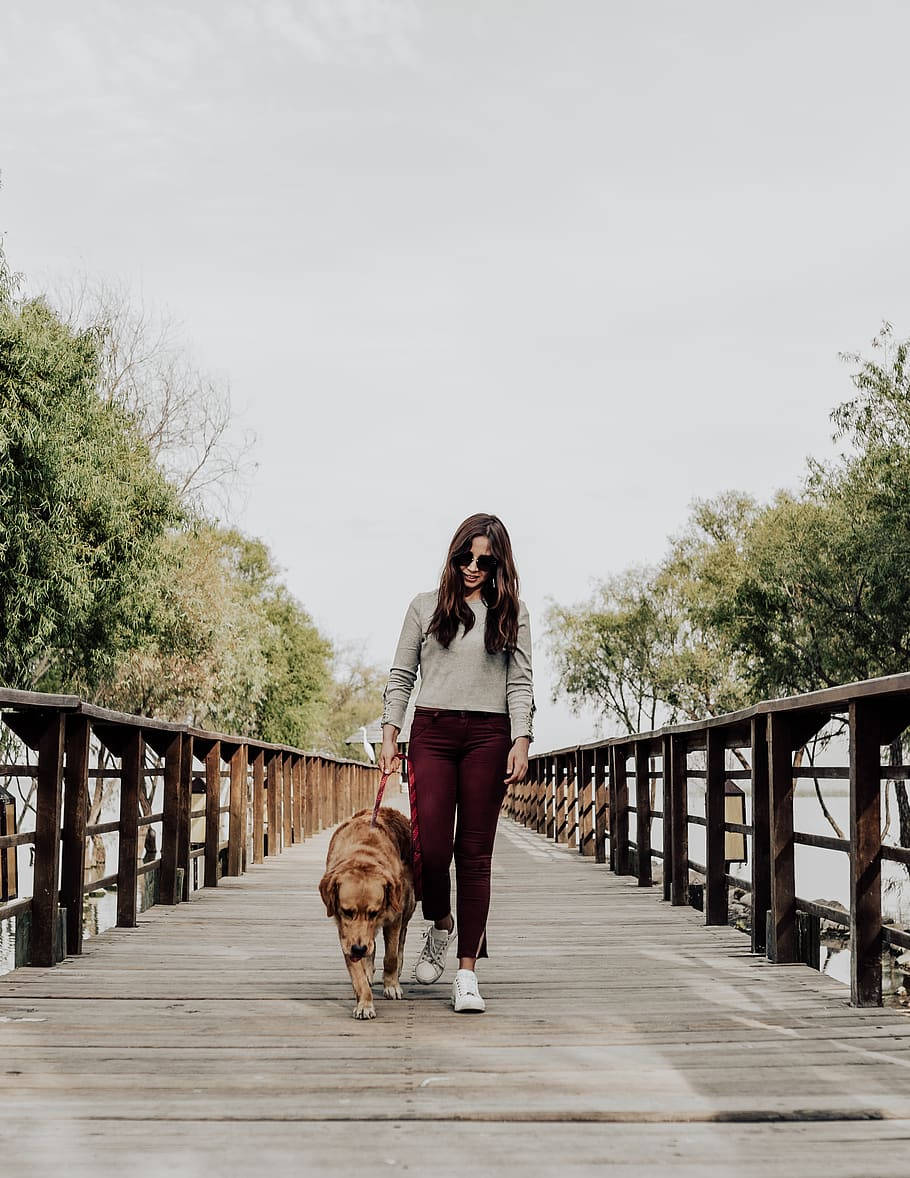 golden retriever, wooden bridge, maroon pants, SD Phone Wallpaper