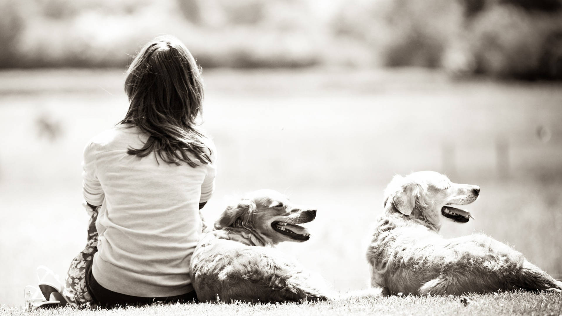 golden retrievers, woman, grass, Full HD Desktop Wallpaper
