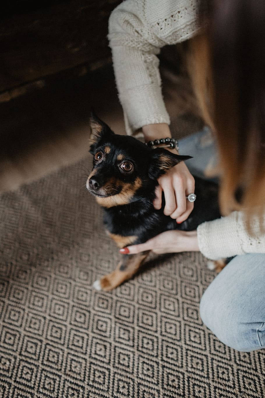 cozy sweater, small black and tan dog, patterned rug, HD Phone Wallpaper