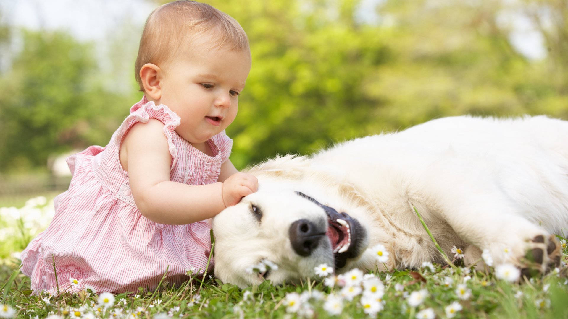 baby, pink dress, white dog, Full HD Desktop Wallpaper