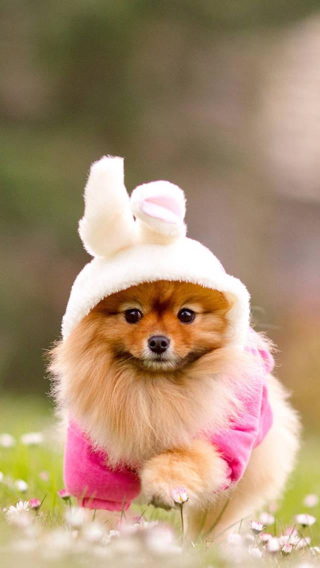 Pomeranian, white bunny hat, pink sweater, SD Phone Wallpaper