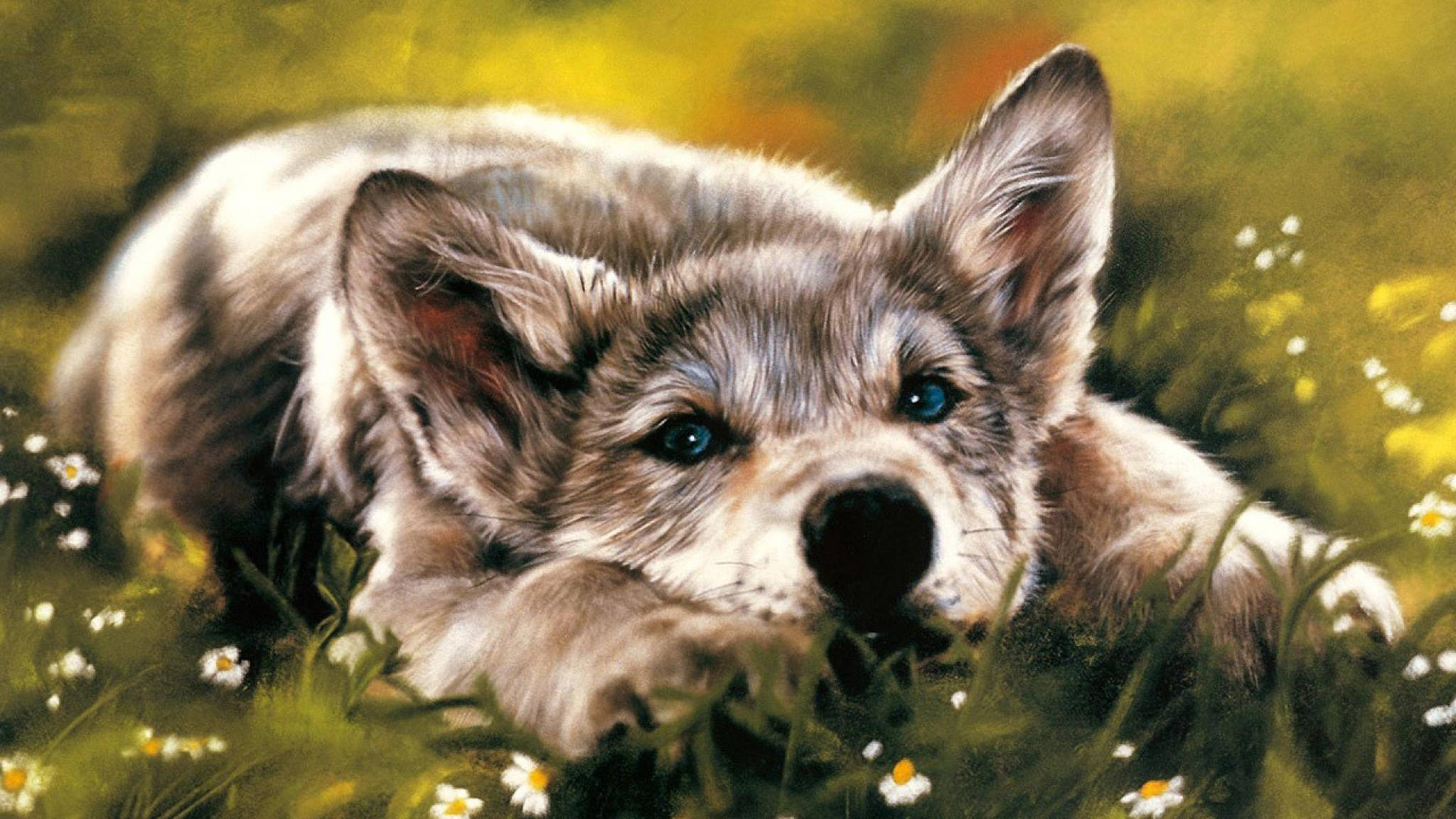 husky, fluffy gray wolf pup, bright blue eyes, Full HD Desktop Wallpaper