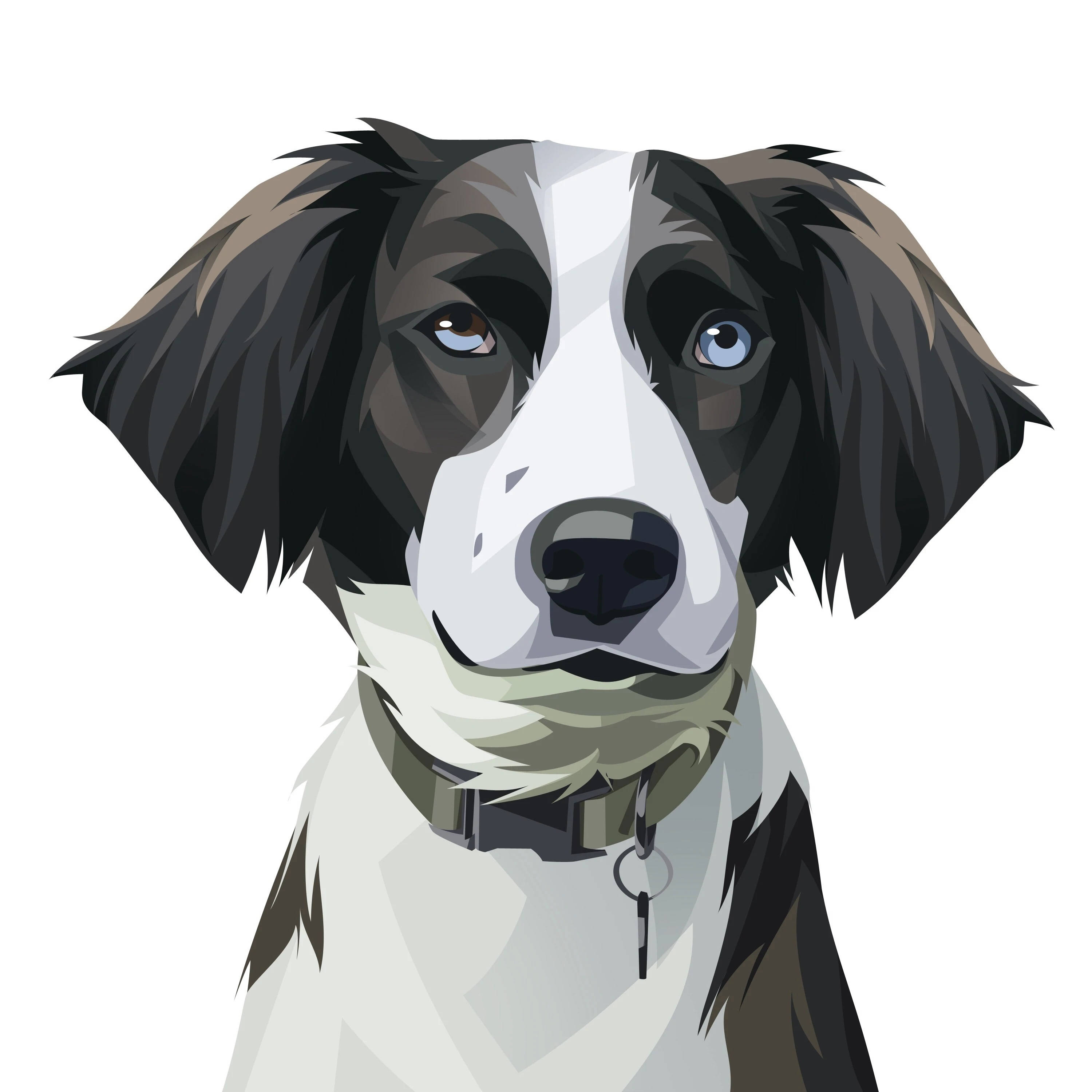 border collie, heterochromatic eyes, one brown one blue, 2K Desktop Wallpaper