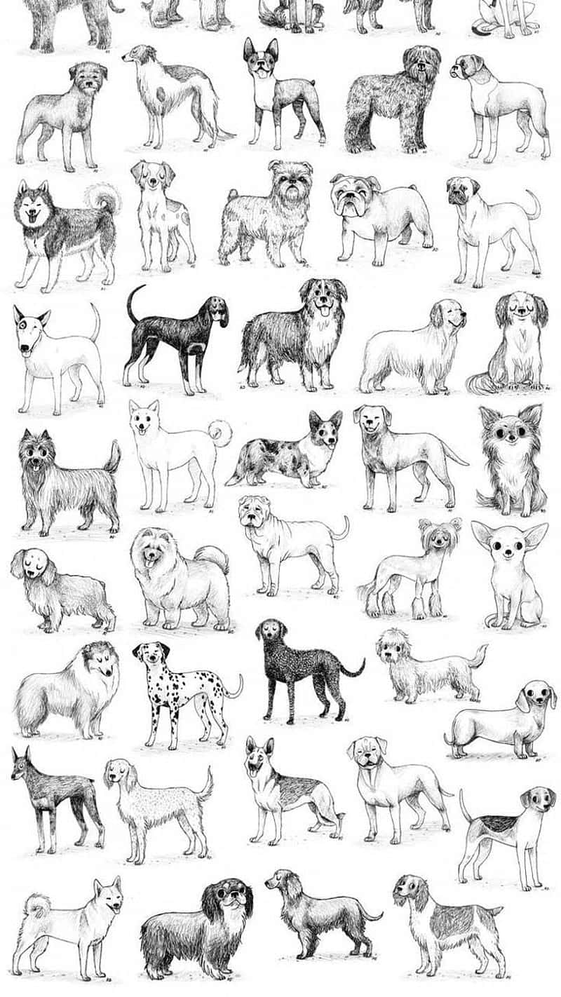 dog breeds, black and white illustration, table sketch, HD Phone Wallpaper