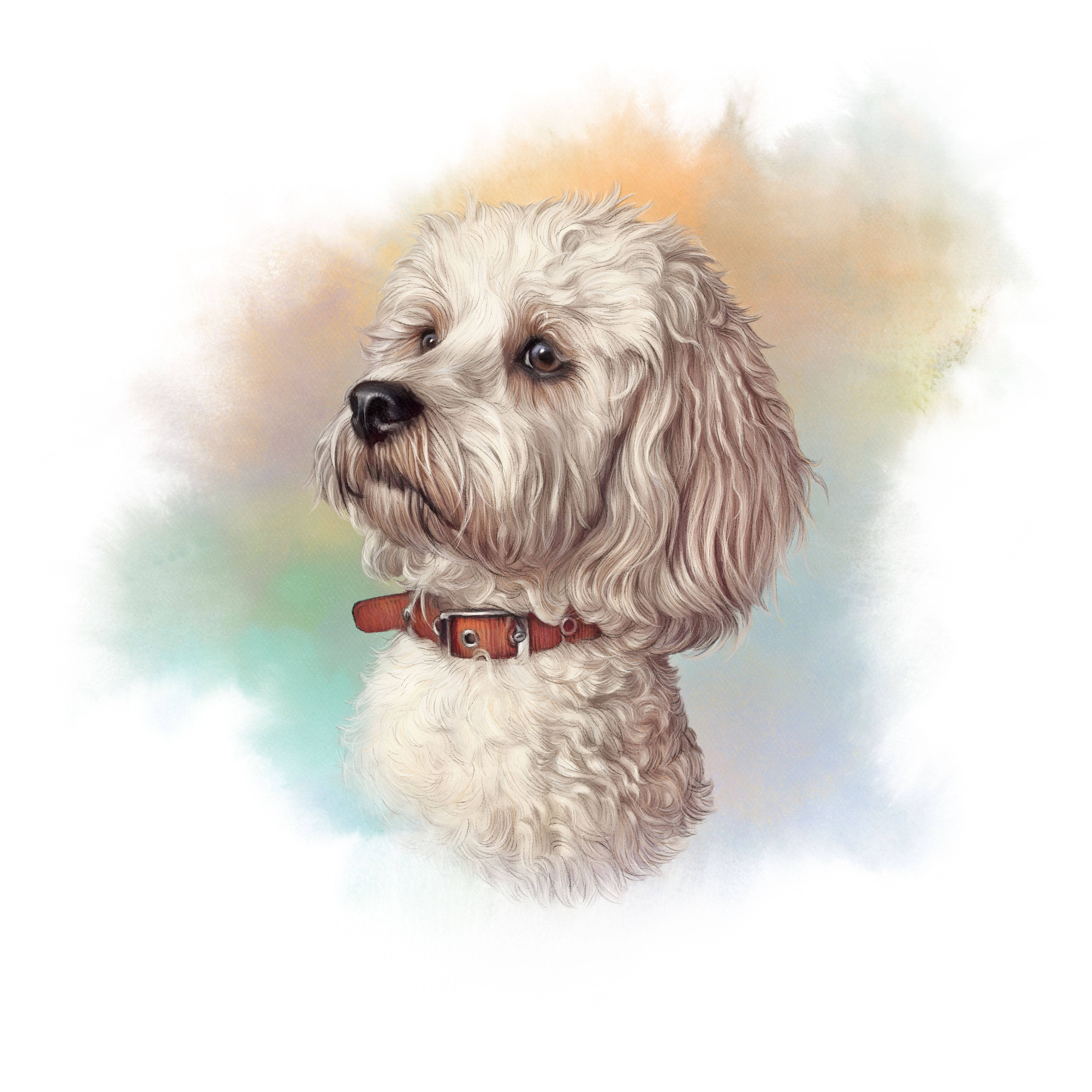 Maltese dog, fluffy white dog, brown collar, 5K Desktop Wallpaper