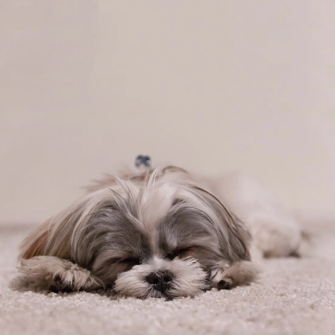Dog Breeds