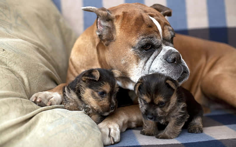 Boxer dog, puppies, striped couch cushion, SD Desktop Wallpaper