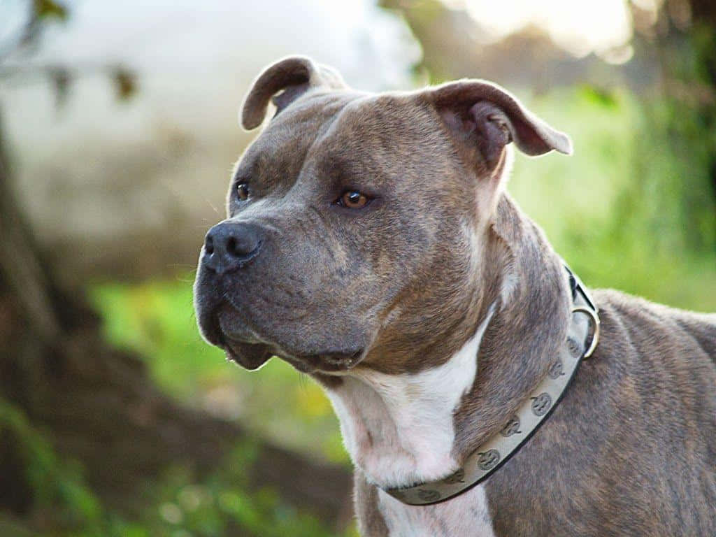 pit bull, brindle, white chest, SD Desktop Wallpaper