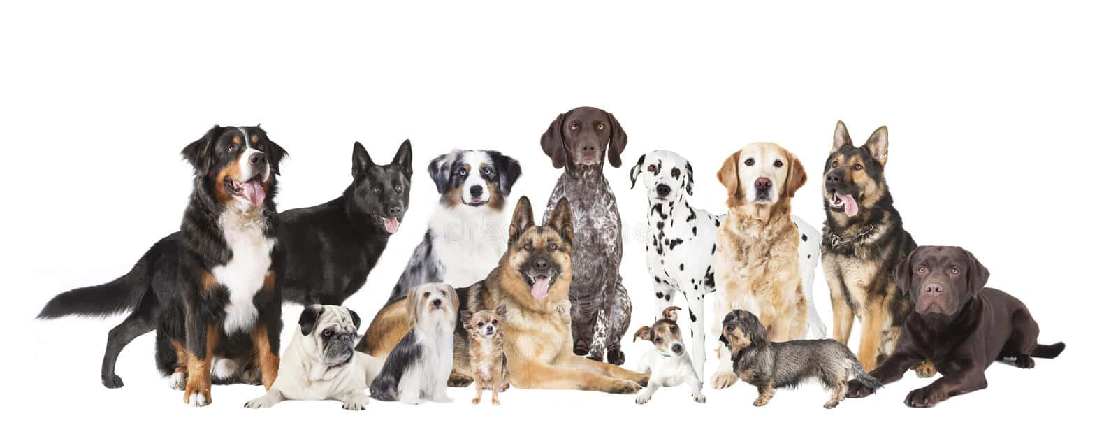 shepherd dog breeds, group photo, clean white background, HD Desktop Wallpaper