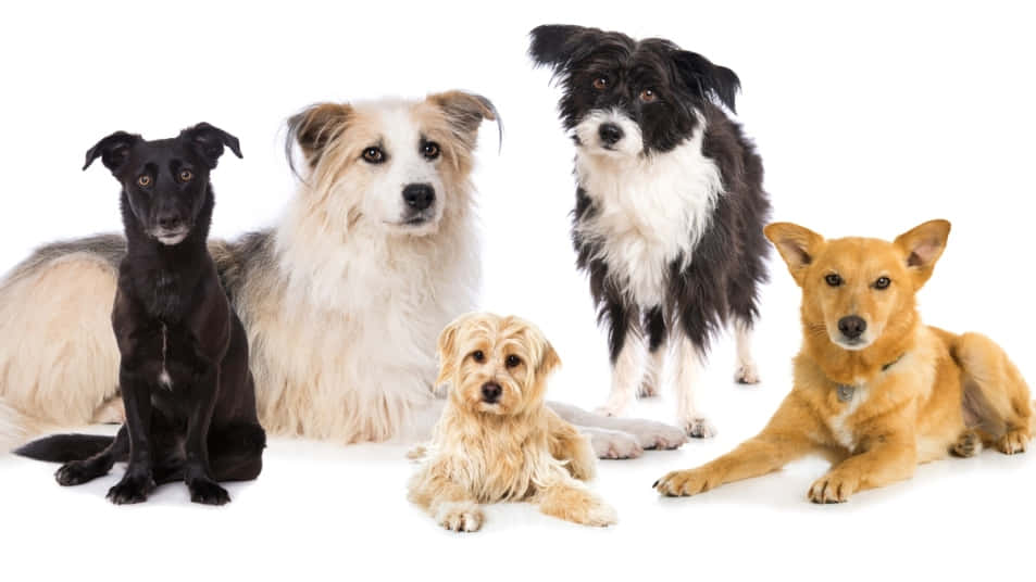 puppy dog breeds, various breeds, colors, SD Desktop Wallpaper
