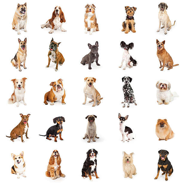 dog breeds, clean white background, fur patterns, SD Desktop Wallpaper