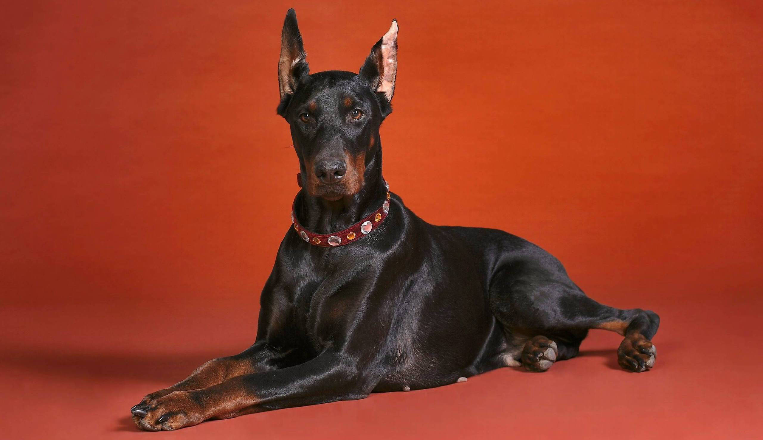 black and tan Doberman Pinscher, vibrant orange studio floor, red studded collar, 2K Desktop Wallpaper