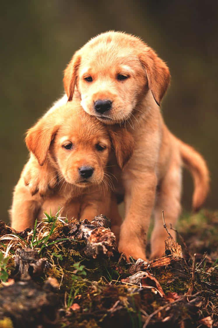 golden retriever, puppies, mossy ground, SD Phone Wallpaper