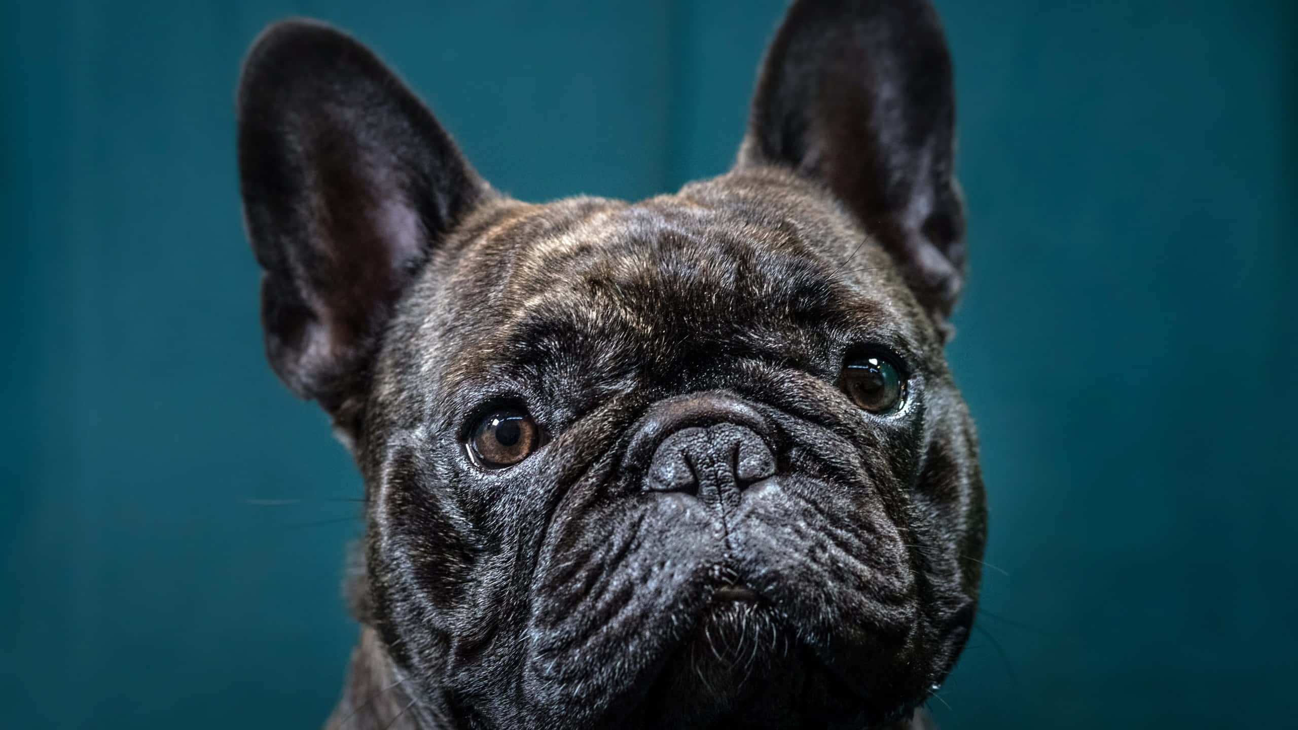 brindle French bulldog, large ears, wrinkled face, 2K Desktop Wallpaper