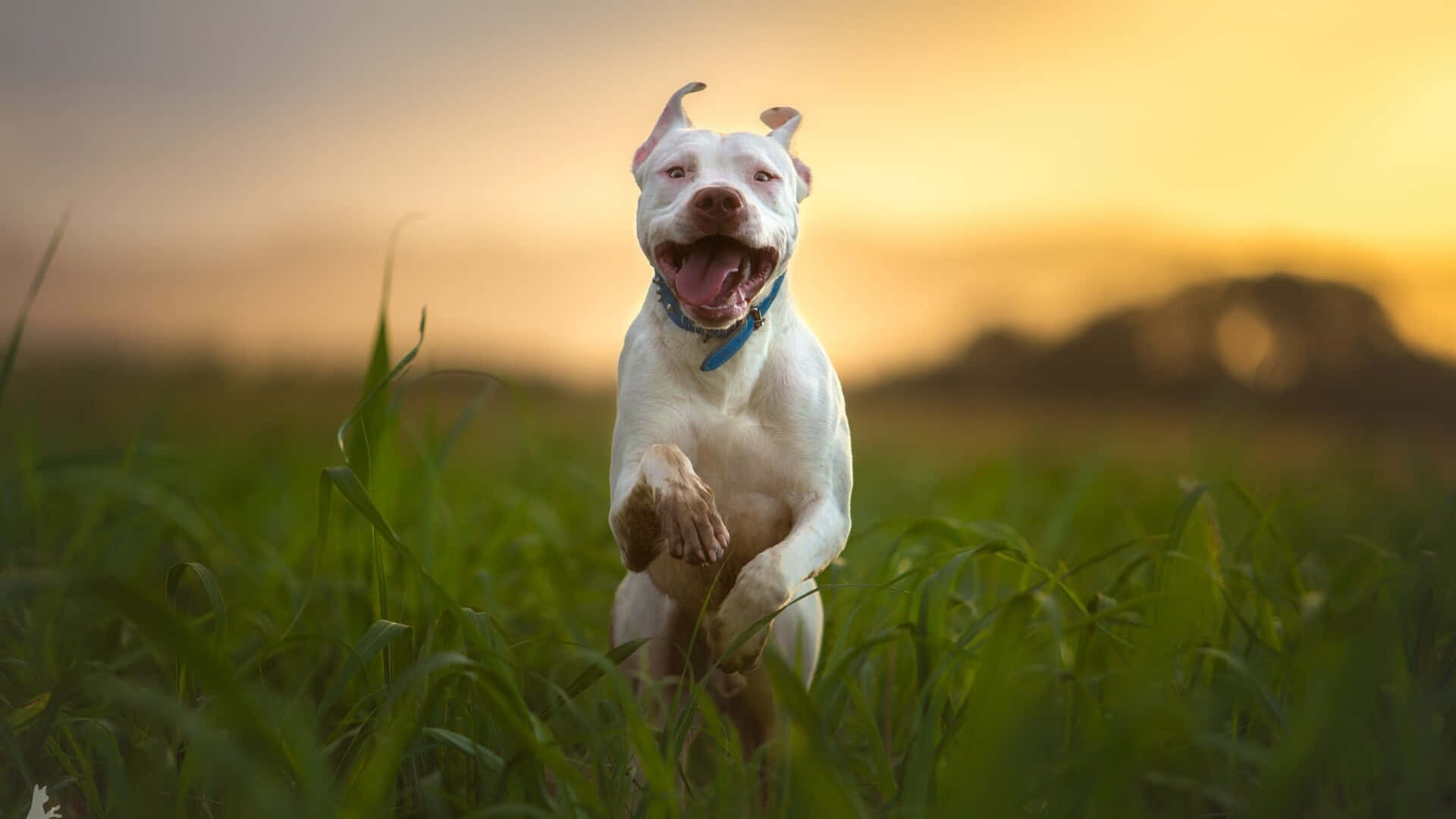 white dog, tall green grass, golden sunset, Full HD Desktop Wallpaper