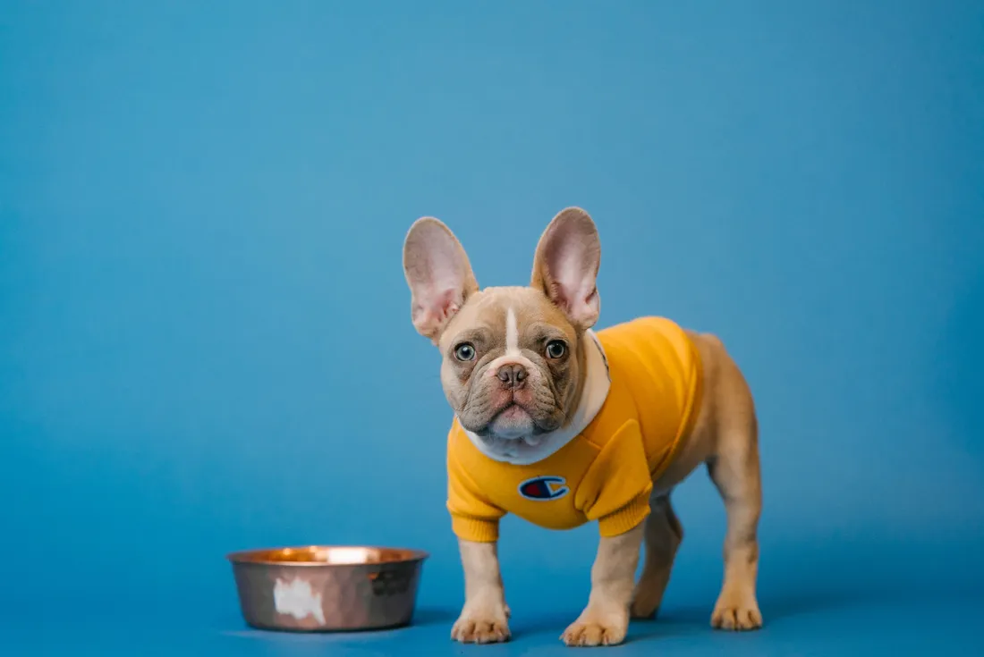 Dog Clothing