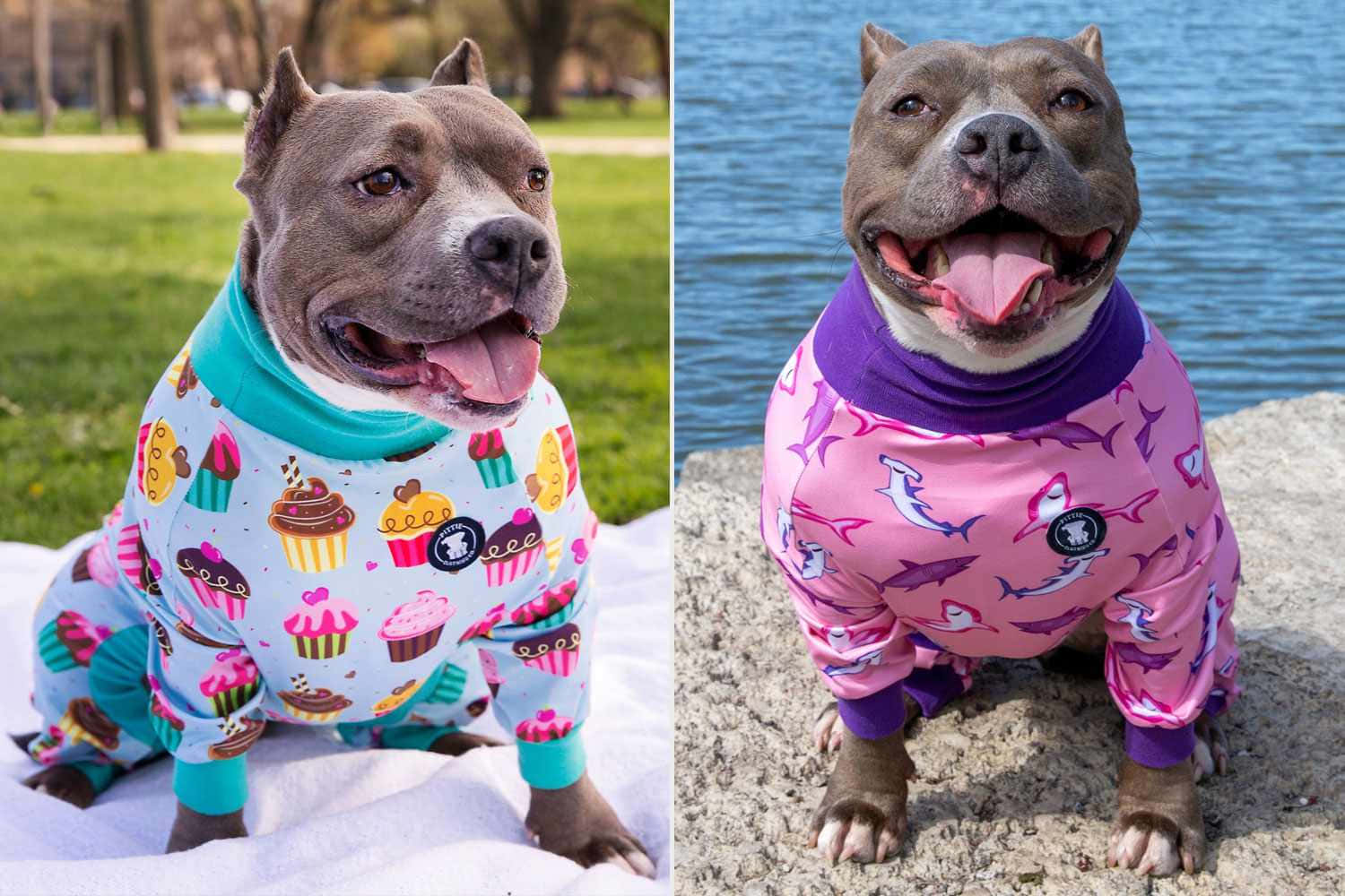 pit bull, cupcake pajamas, shark pajamas, HD Desktop Wallpaper