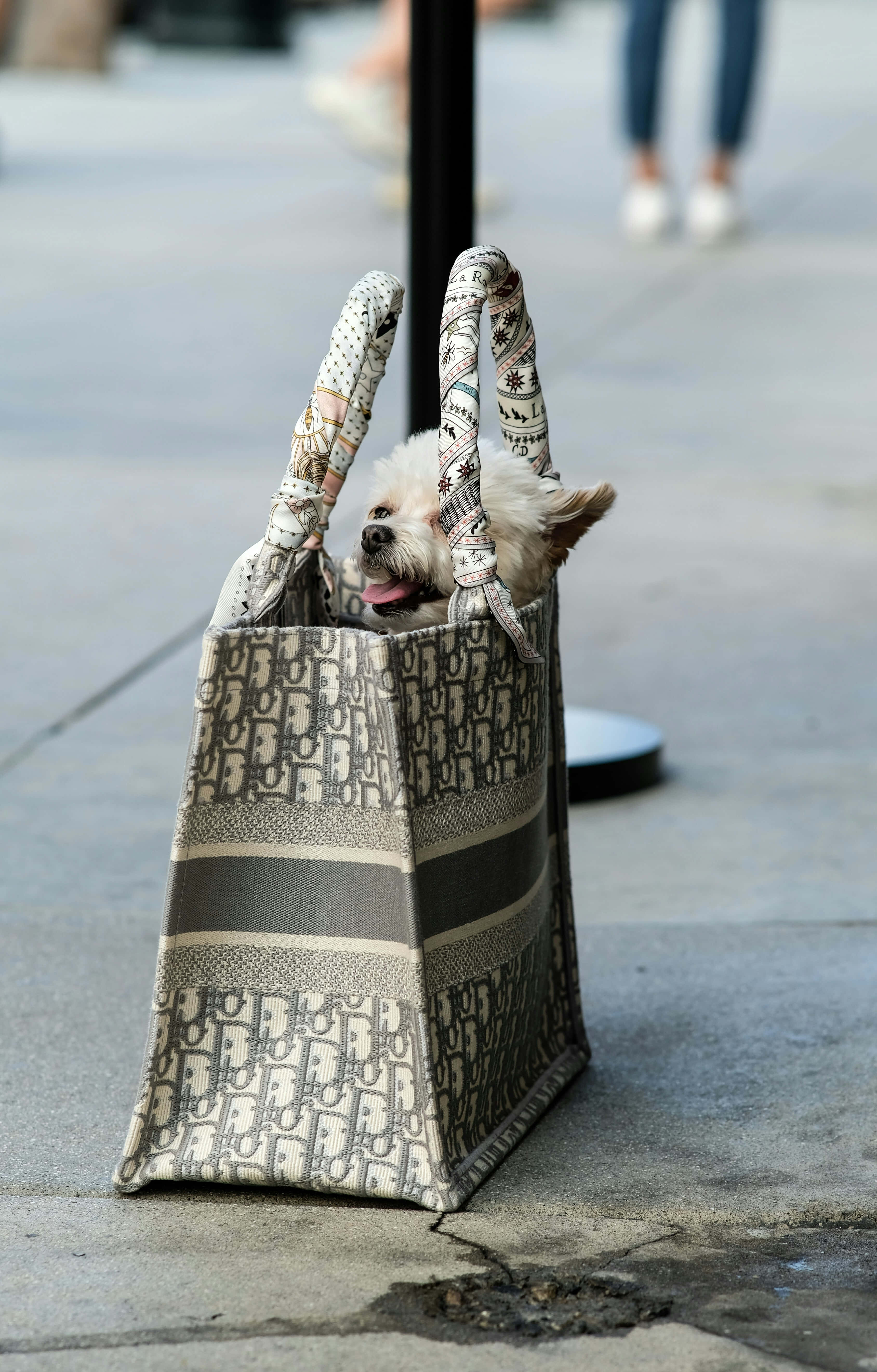 designer tote bag, city sidewalk, tiny fluffy white dog, 5K Phone Wallpaper