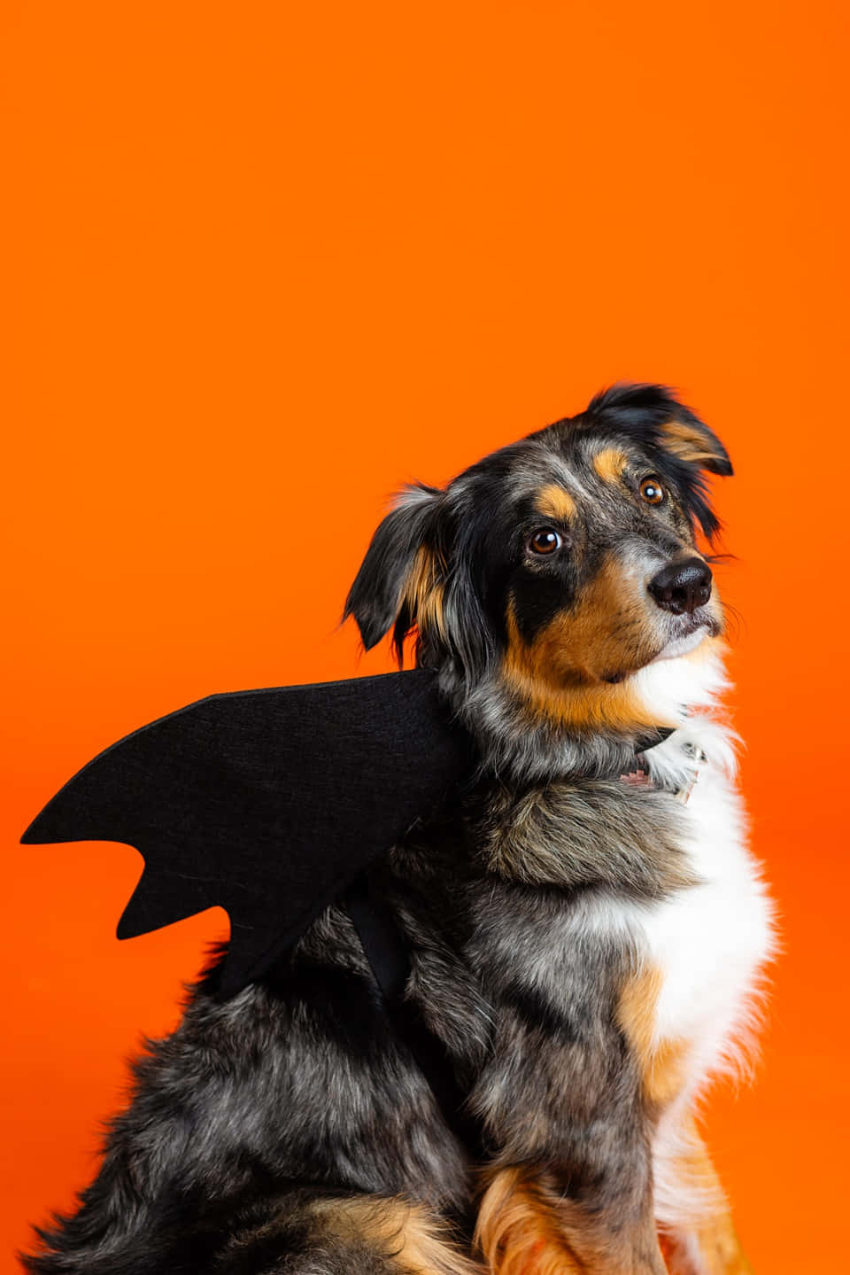Halloween Dog Bat Wings Costume, tri-colored dog, black bat wings, HD Phone Wallpaper