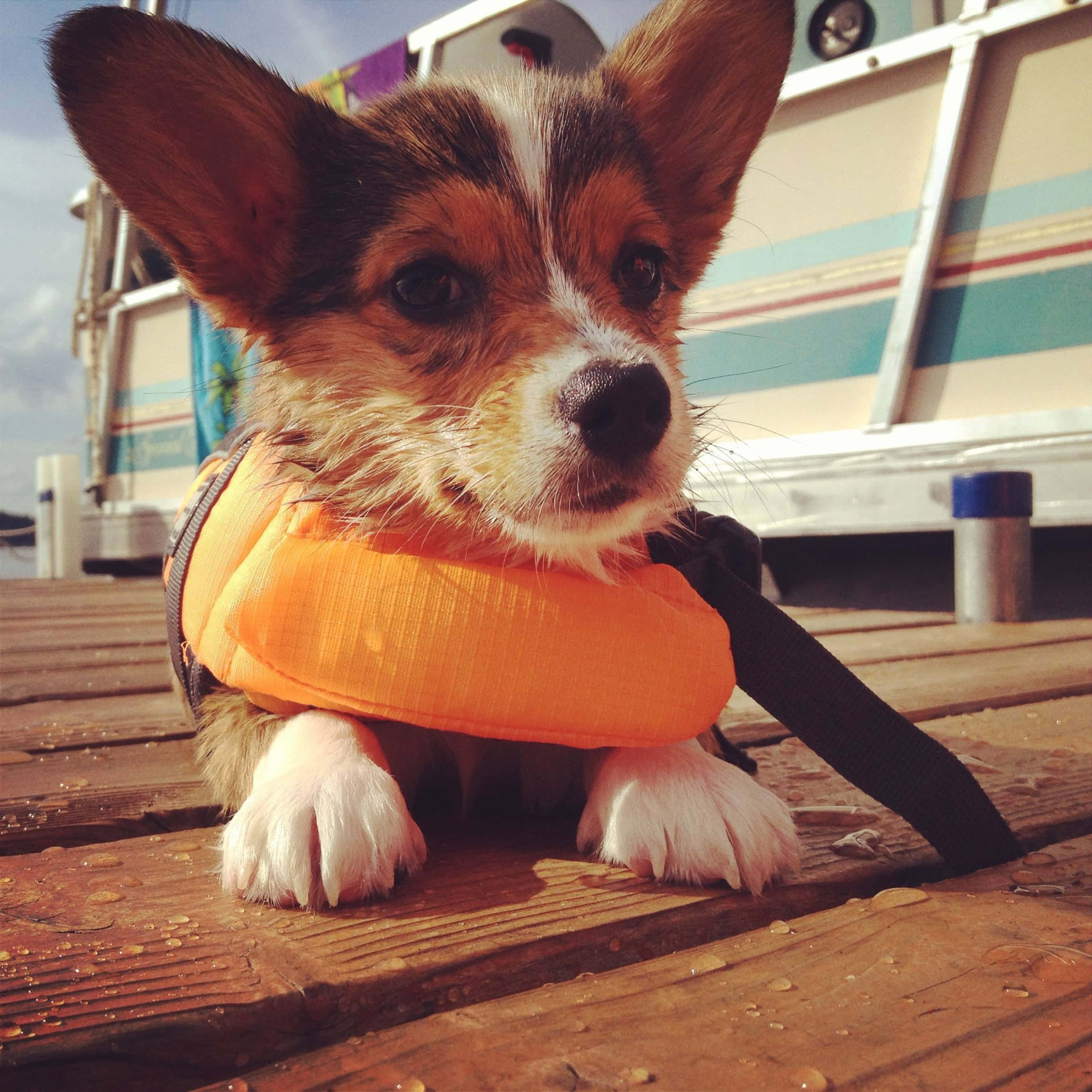 corgi puppy, orange life vest, wet wooden dock, Full HD Desktop Wallpaper