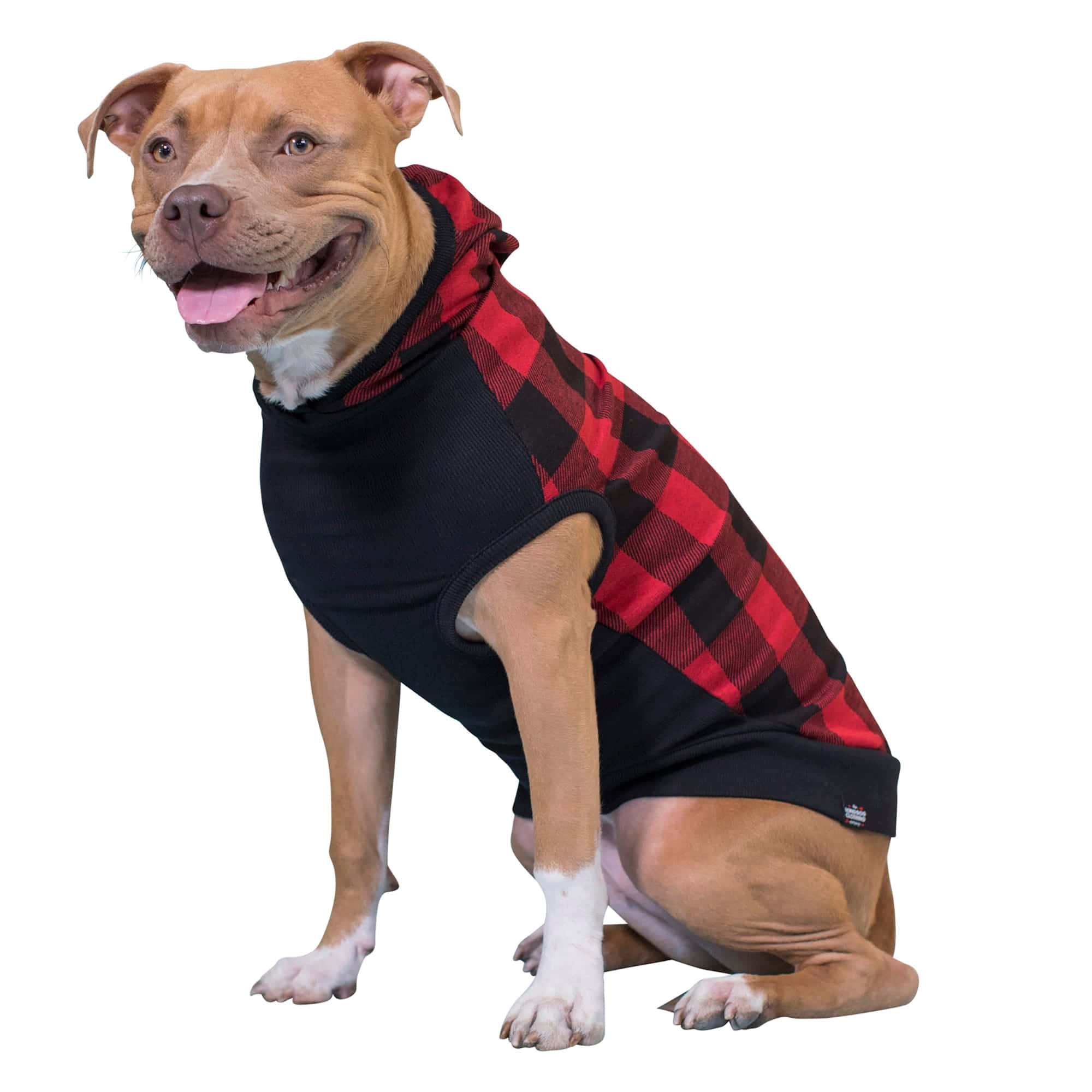 tan pit bull dog, red and black plaid hooded sweater, plain white background, Full HD Desktop Wallpaper