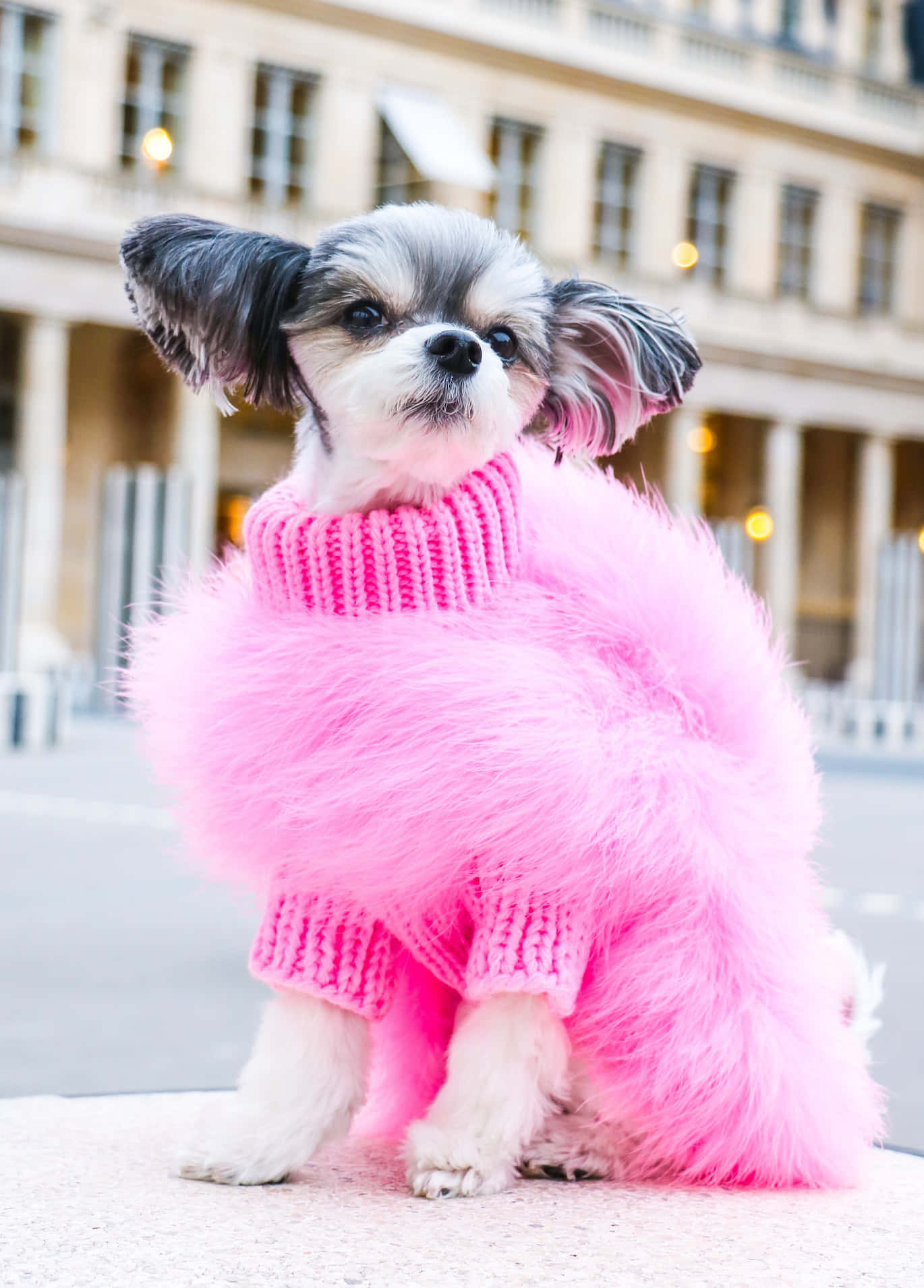 shih tzu puppy, fluffy pink sweater, stone ledge, HD Phone Wallpaper
