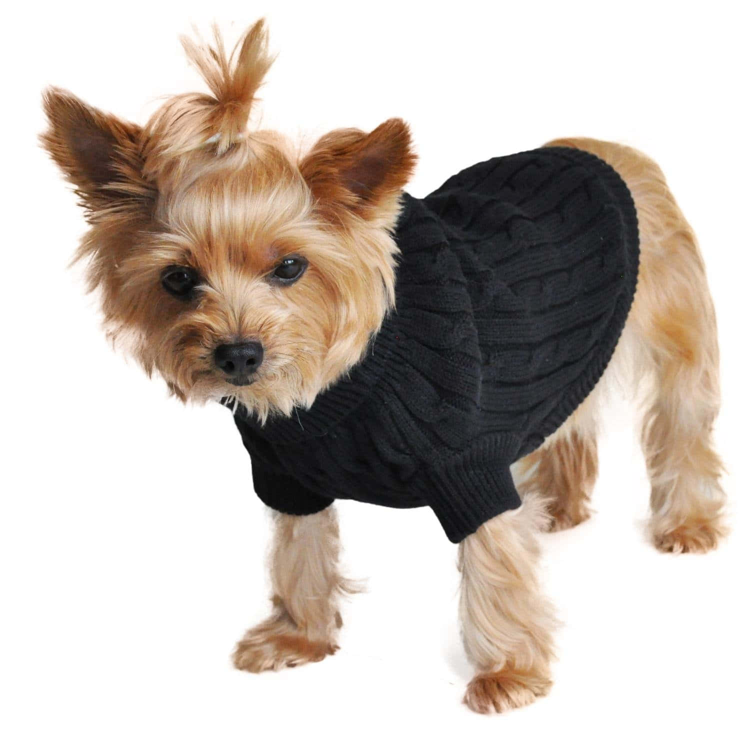 fluffy tan Yorkshire Terrier, black cable-knit sweater, clean white background, HD Desktop Wallpaper