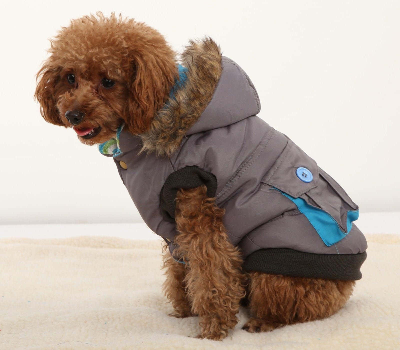 fluffy brown poodle, gray winter coat with blue accents, faux fur hood, HD Desktop Wallpaper