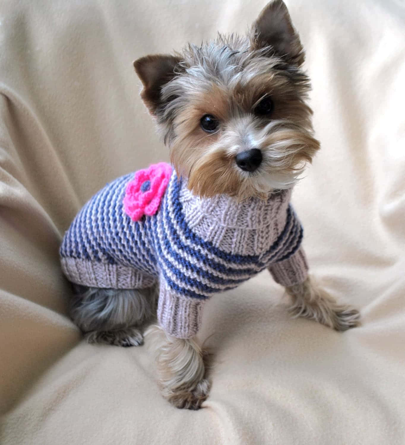 Yorkshire terrier puppy, blue and white striped knit sweater, pink flower, HD Phone Wallpaper