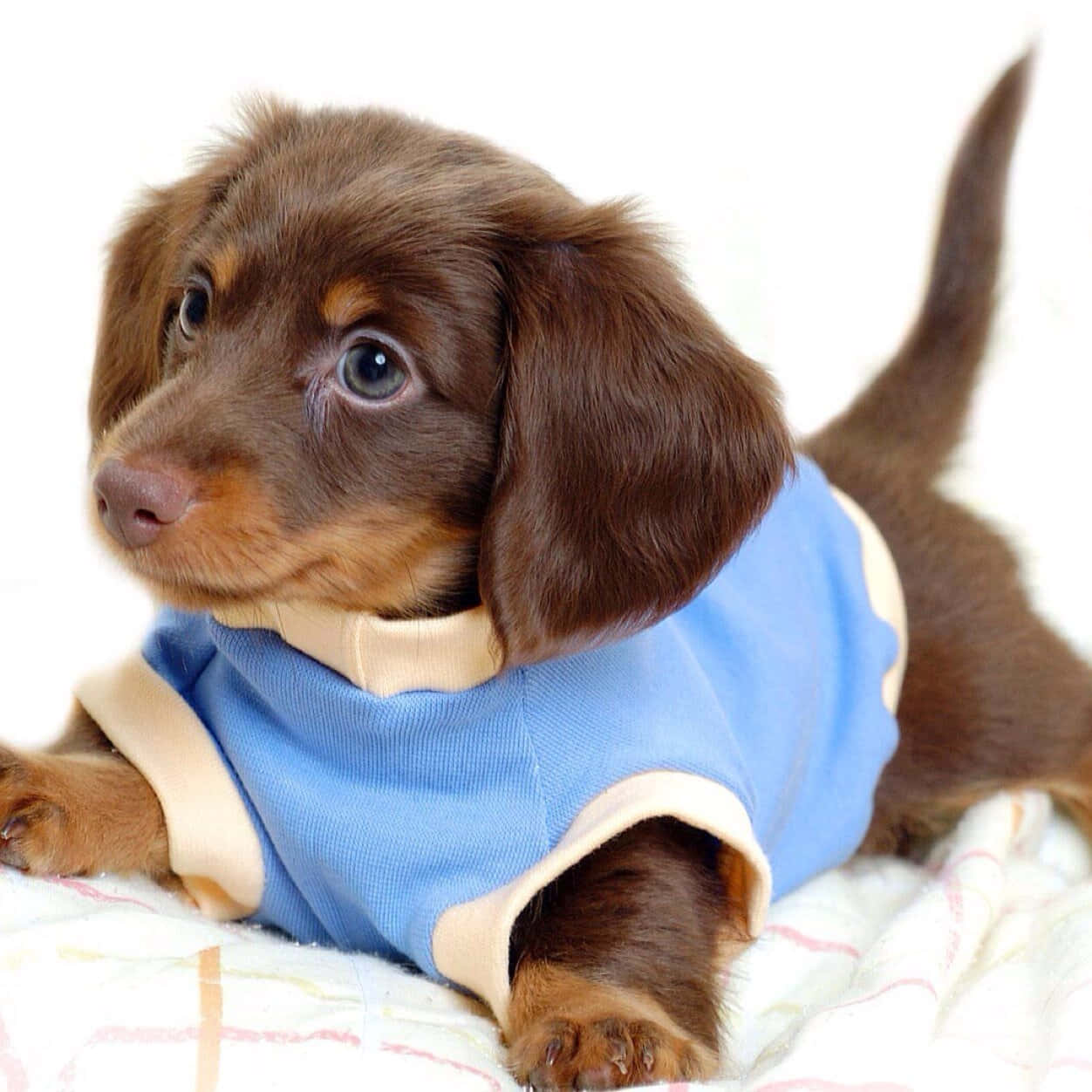 brown dachshund puppy, blue sweater, patterned blanket, SD Desktop Wallpaper