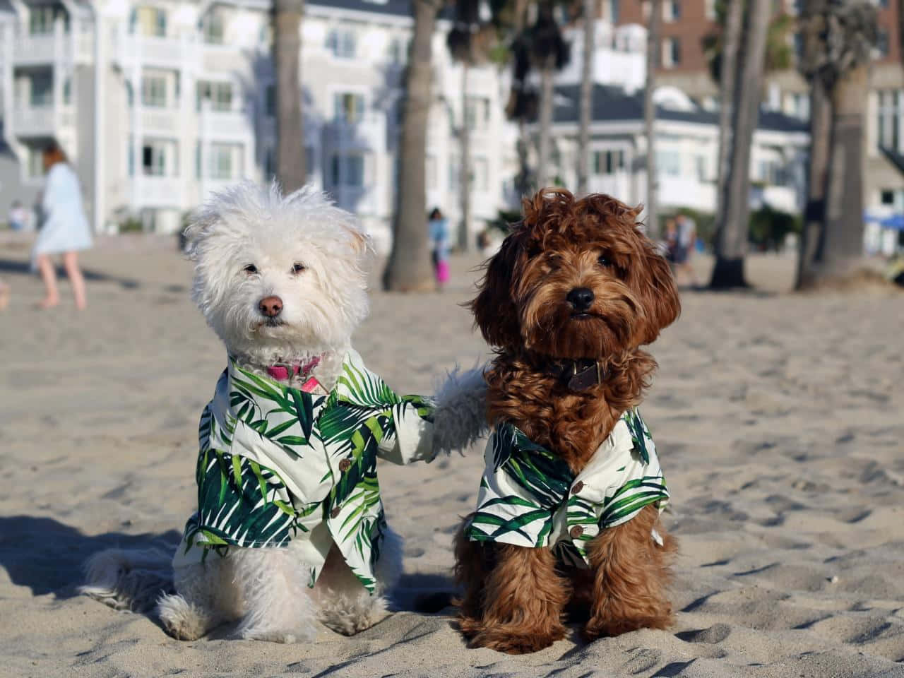 beachside dogsin matching outfits, tropical shirts, sunny sandy beach, HD Desktop Wallpaper