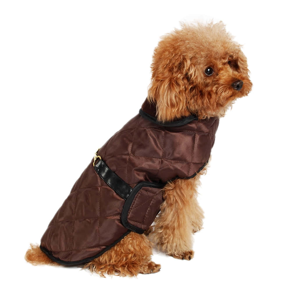 fluffy brown poodle, quilted brown dog coat, black trim, SD Desktop Wallpaper