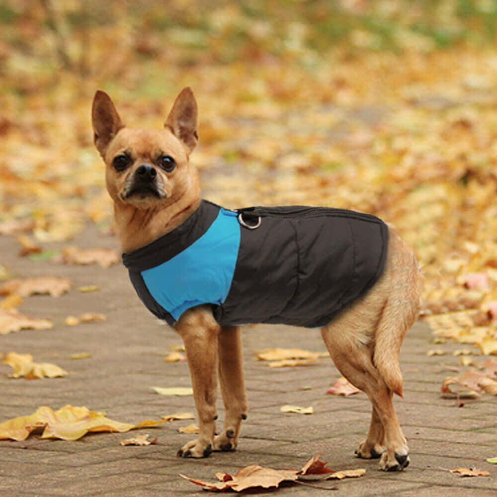 tan chihuahua, black and blue vest, leaf-strewn brick path, SD Desktop Wallpaper