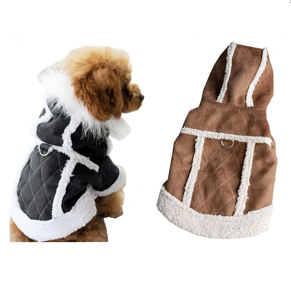 fluffy brown poodle, black quilted dog coat, white faux fur trim, SD Desktop Wallpaper