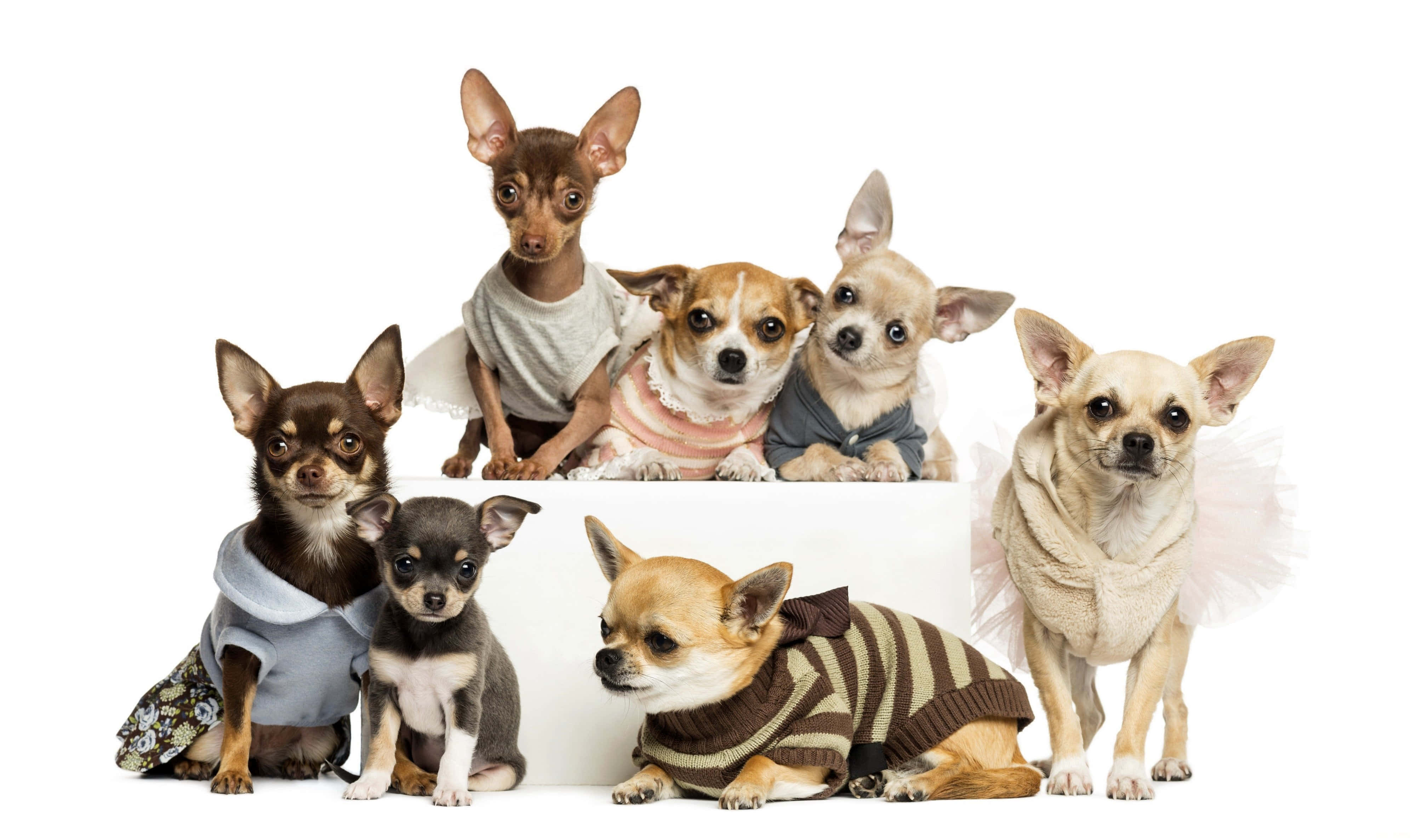 chihuahua, cute outfits, white platform, 4K Desktop Wallpaper