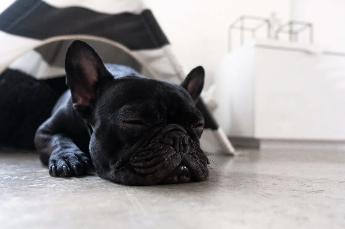 Dog Daycare
