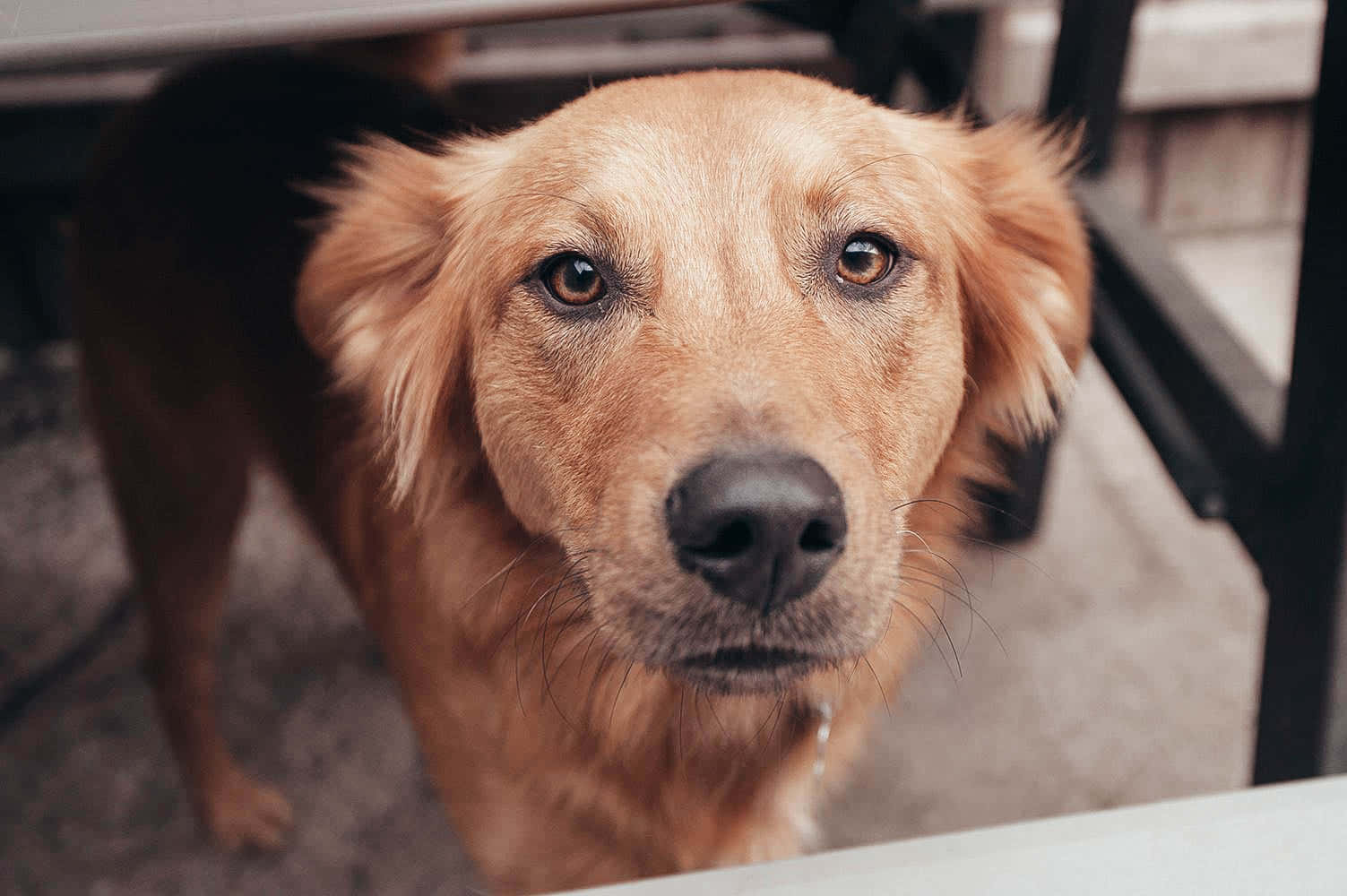 golden retriever, warm brown eyes, under a table, HD Desktop Wallpaper