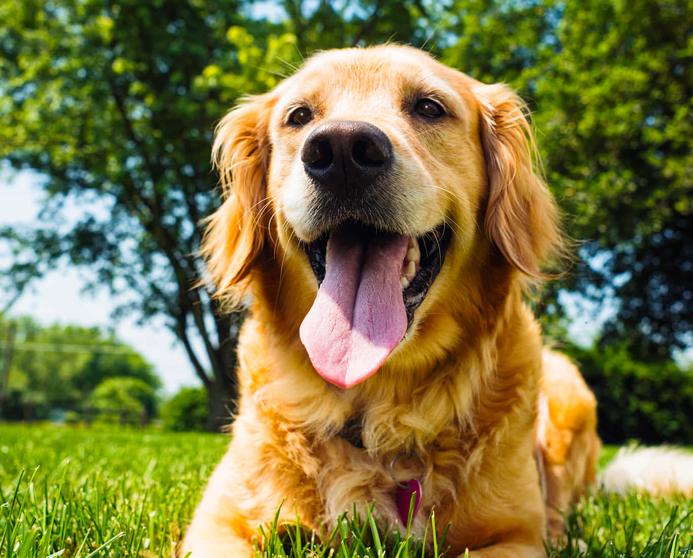 golden retriever, vibrant green grass, bright sunny skies, HD Desktop Wallpaper